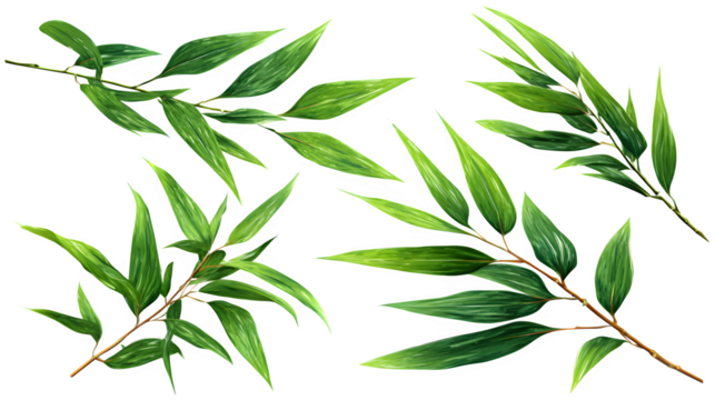 HD realistic set of bamboo leaves isolated on white png