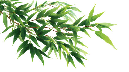 Obraz premium HD realistic set of bamboo leaves isolated on white png