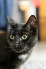 Close-up portrait of black domestic cat with bright yellow eyes