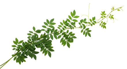 Isolated Branch with Green Leaves