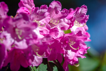 purple rhododendron blooms in the Botanical garden
