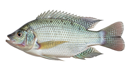 Isolated Tilapia Fish