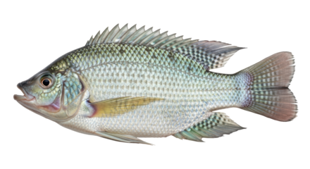 Isolated Tilapia Fish