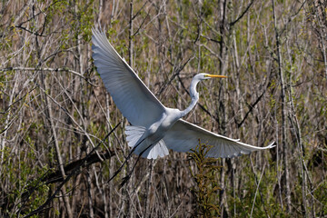Great Egret (Ardea alba) in flight, Orlando, Florida. Wings spread; plants and wetlands in the background.
