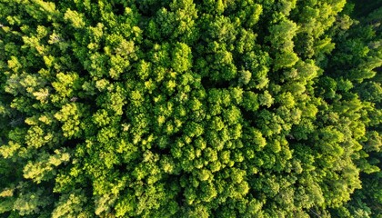 Naklejka premium Aerial View of Lush Summer Forest Canopy