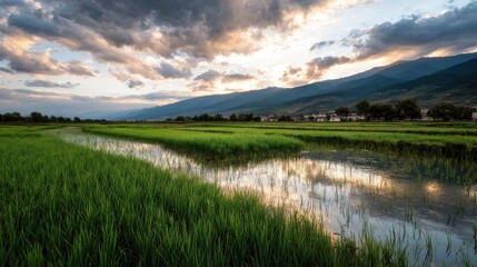 Lush green rice paddies at sunset, reflecting the sky in still water. Mountains in the background under a cloudy sky
