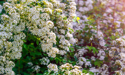 Spirea bushes bloom in the spring in May
