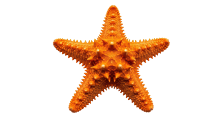 Isolated Orange Starfish