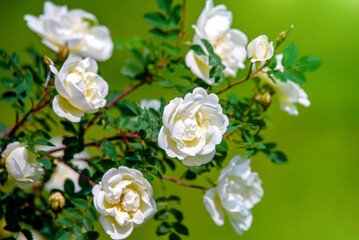 white rose on a green natural background
