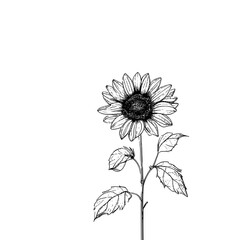 Detailed black and white line drawing of a single sunflower with its stem and leaves on a plain white background, showcasing intricate botanical illustration.