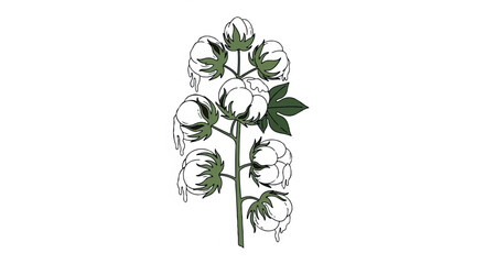 Cotton Plant Branch with Fluffy Bolls and Green Leaves.