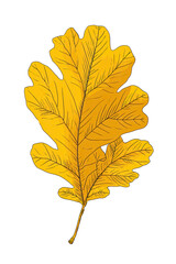 A detailed illustration of a single, vibrant autumnal oak leaf.  The leaf's gold-yellow hue is contrasted by a dark outline, highlighting its intricate venation. 
