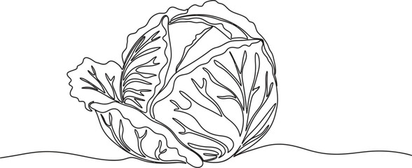 Simple line drawing of a fresh cabbage on a white background
