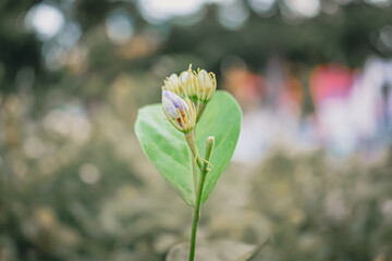Close-up macro of fresh jasmine bud with soft bokeh background. White petals with hints of purple highlight natural beauty and tropical garden atmosphere.