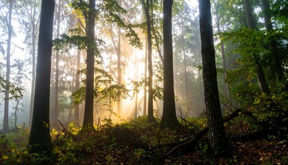 Sunbeams in Misty Autumn Forest
