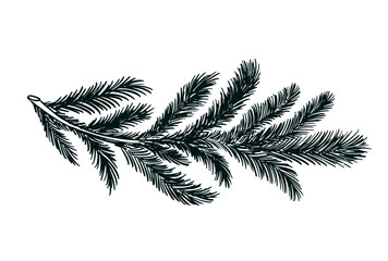 A black fir branch on a white background hand drawn © Olesya