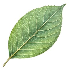 Obraz premium Blueberry Ash Leaf Elegant Glossy Green Botanical Beauty with Slender Oval Shape and Fine Veined Texture Captured in Crisp Brilliant Detail on a Pure White Background