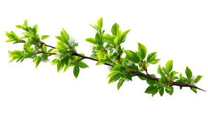 HD realistic budding spring tree branch isolated on white png