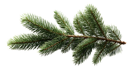 HD realistic fir tree twig isolated on white png