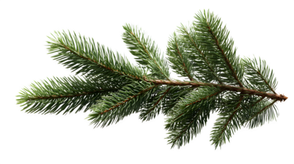 HD realistic fir tree twig isolated on white png