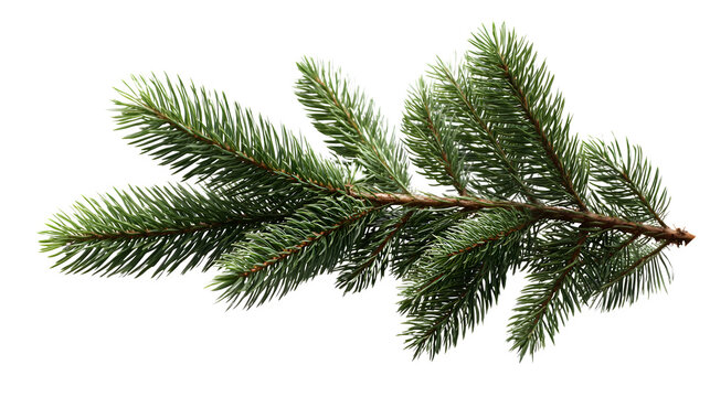 HD realistic fir tree twig isolated on white png - Powered by Adobe