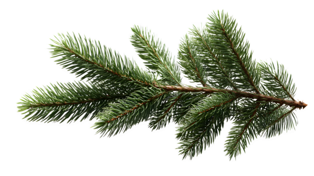 HD realistic fir tree twig isolated on white png