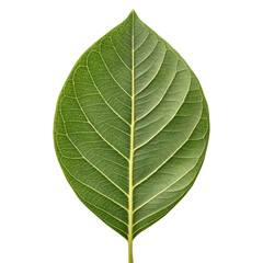 Obraz premium Close up of a vibrant green leaf with prominent veins on a black background