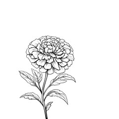 Line art drawing of a single marigold flower.