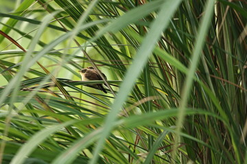 Prinia on tree