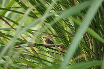 Prinia on tree