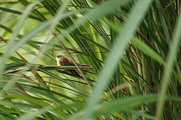 Prinia on tree