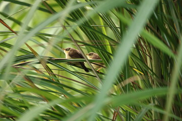 Prinia on tree