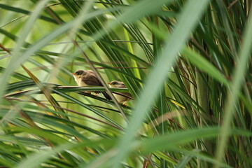 Prinia on tree