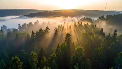 Sun rays pierce morning mist over tranquil forest