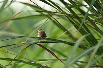 Prinia on tree