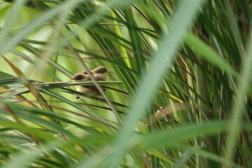 Prinia on tree