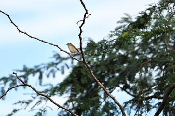 Prinia on tree