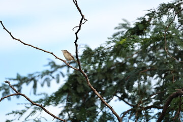 Prinia on tree