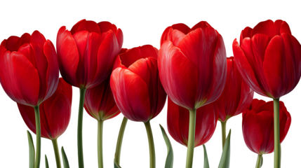 HD realistic set of red tulips in a row isolated on white png