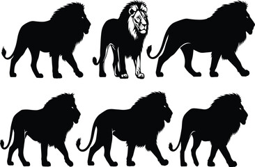 Lion silhouette set with realistic comparison, walking poses in profile, wild animal vector for anatomy, nature, and design reference