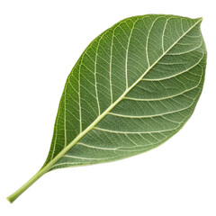 Obraz premium Close up of a single green leaf with prominent veins on a black background
