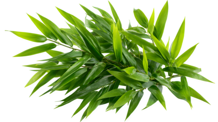 bamboo leaf plant cluster isolated on white