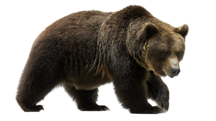 brown bear in standing posture isolated on white