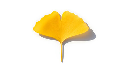 Naklejka premium Close-up of a vibrant yellow ginkgo leaf isolated against a white background, casting a subtle shadow.