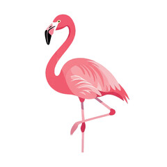 Fototapeta premium Pink Flamingo Standing on One Leg Isolated on White Background.