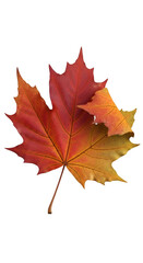 Obraz premium Autumn Leaves Showcase: Red and Gold Maple Leaves with Transparent Background, Ideal for Fall Designs.