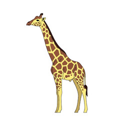 Naklejka premium Tall Giraffe Standing Alone on White Background.