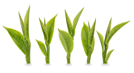 Obraz premium Close-up of fresh green tea leaves, showcasing their vibrant color and delicate texture.