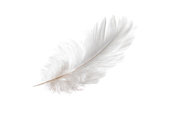 Fototapeta premium A single, pristine white feather, sharply detailed against a black background. The feather's vanes are full and slightly ruffled, exhibiting a soft, delicate texture. Its stem tapers to a point