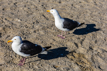 Two seagulls on the sand
